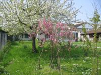 pecher-cerisier-en-fleurs-1.jpg